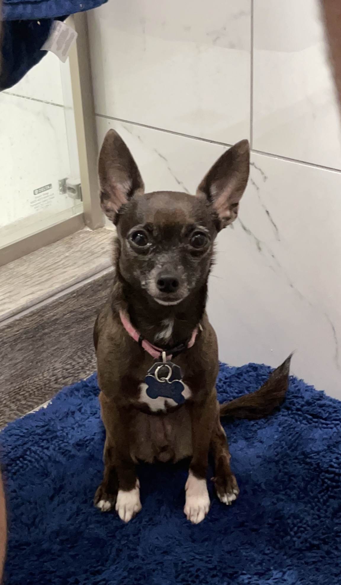 Lexi sitting on a blue towel, wearing her regular pink collar with a bone-shaped tag